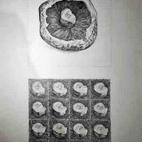 51-aleyna-nur-bekar-2004021043-karakalem-20x20cm