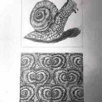 51-gizem-sena-kobas-2004021004-karakalem-20x20cm